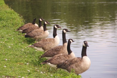 Geese in a row